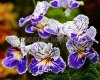Streptocarpus OD-BELOVED - OD-LYUBCHIK